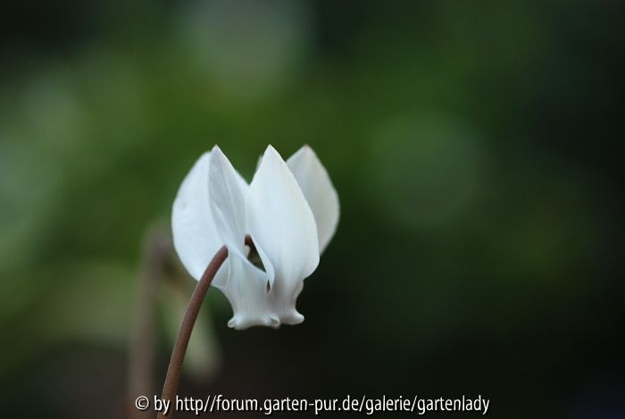 Cyclamenblüte am Abend