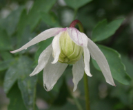 Clematis alpina - Zufallsämling