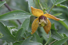 Clematis ladakhiana