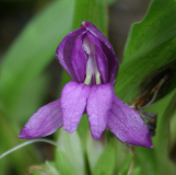 Roscoea tibetica - Blüte