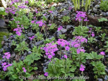 Primula modesta