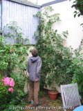 riesentomaten-juli2007.jpg