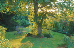 Gartenansichten August 4