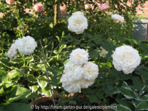 Gruß an Aachen