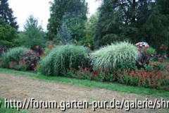 C0723_das rote Beet.jpg