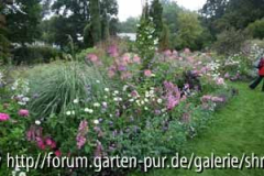 C0726_das rosa-mauve Beet.jpg
