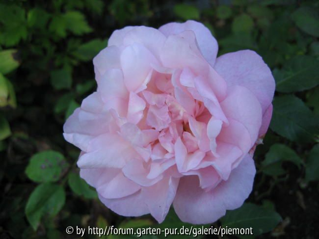 Rosa Gruß an Aachen