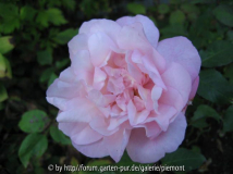 Rosa Gruß an Aachen