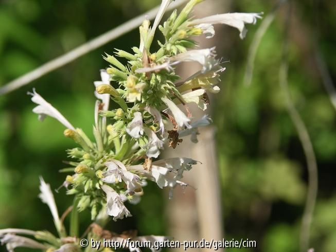 Agastache mexicana
