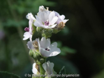 Althea officinalis-Eibisch