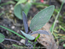 Salvia officinalis Purpurea - Purpursalbei