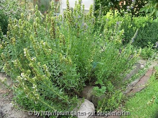 Ysop-Hyssopus officinalis