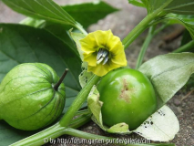 Tomatillo violett - Physalis philadelhic