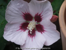 Hibiscus winterhart