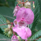 Drüsiges Springkraut Blüte