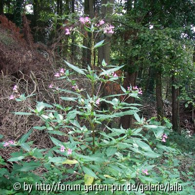 Drüsiges Springkraut