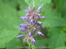 Agastache rugosa-Korean Zeest