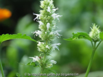 Agastache rugosa weiss-Korean Zeest