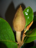 M_ grandiflora.jpg