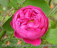 Rose de Resht