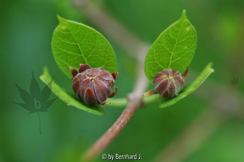 Calycanthus floridus