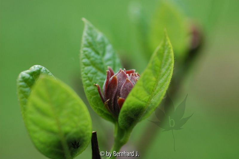 Calycanthus floridus