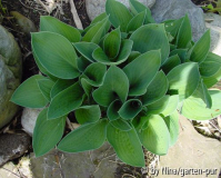 Hosta fortunei var. hyacinthina