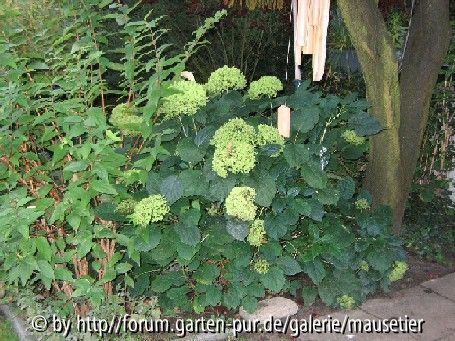 Hortensie vor dem Schnitt