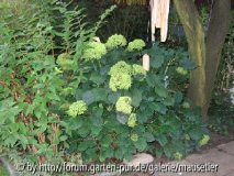 Hortensie vor dem Schnitt