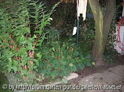 Hortensie nach dem Schnitt