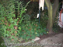 Hortensie nach dem Schnitt