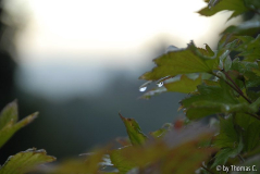Herbstlich 2