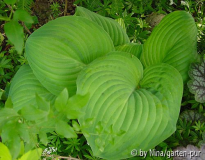 Hosta 'Guacamole'