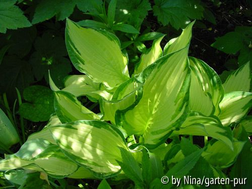 Hosta Fortunei Albopicta im Frühjahr