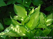 Hosta Fortunei Albopicta im Frühjahr