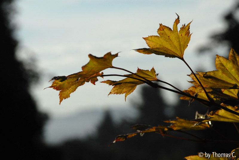 Herbstlich 4