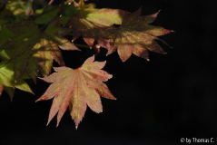Herbstlich 5