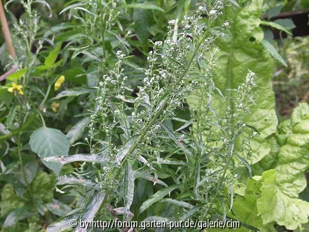 Artemisia douglasiana-Steppenbeifuß