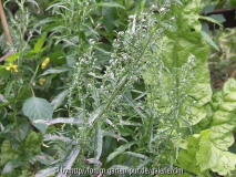 Artemisia douglasiana-Steppenbeifuß