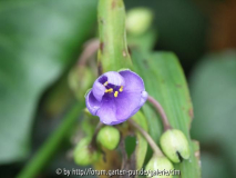 dreimasterblume