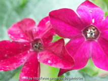 Ziertabak_rosa