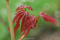 Acer elegantulum