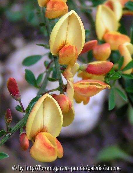 Cytisus Apricot Gem