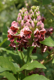 Apios americana