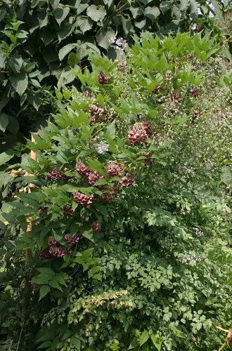 Apios americana