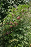 Apios americana