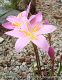 Habranthus robustus 07.jpg
