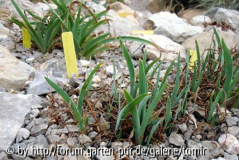 Iris paradoxa Austrieb August.jpg