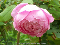 Alan Titchmarsh