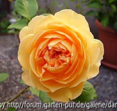 Crown Princess Margareta